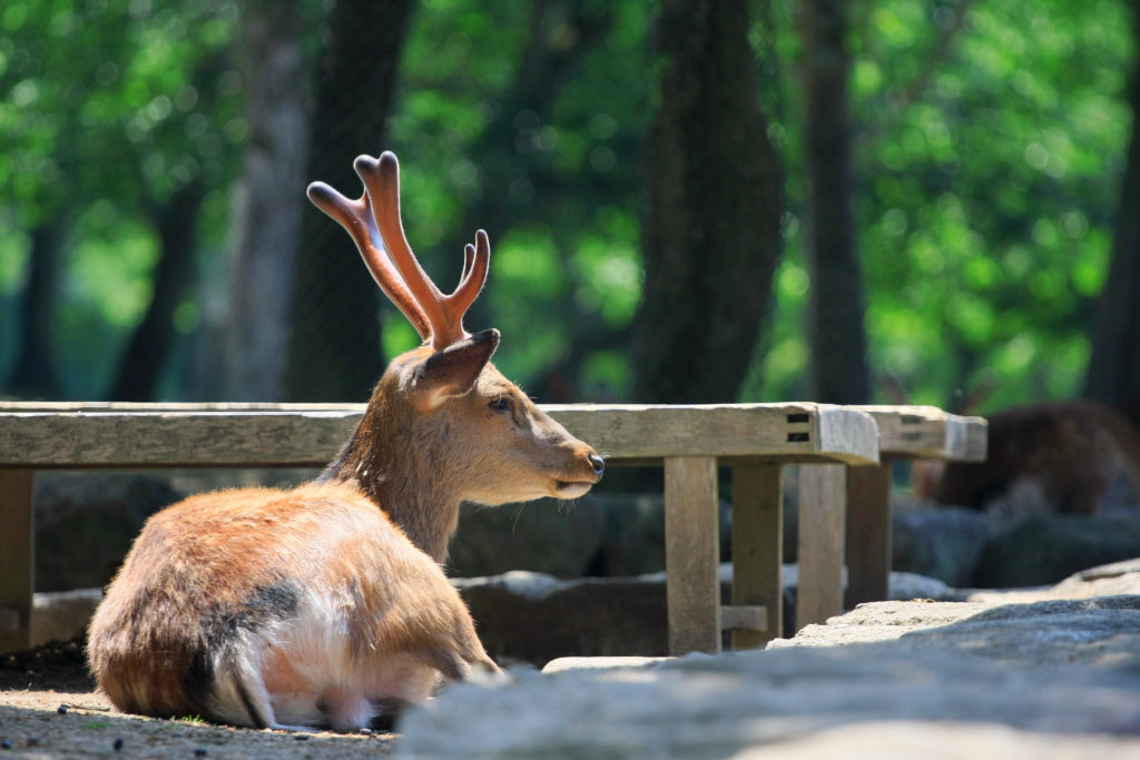 deer in Nara park