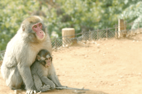 Iwatayama Monkey Park