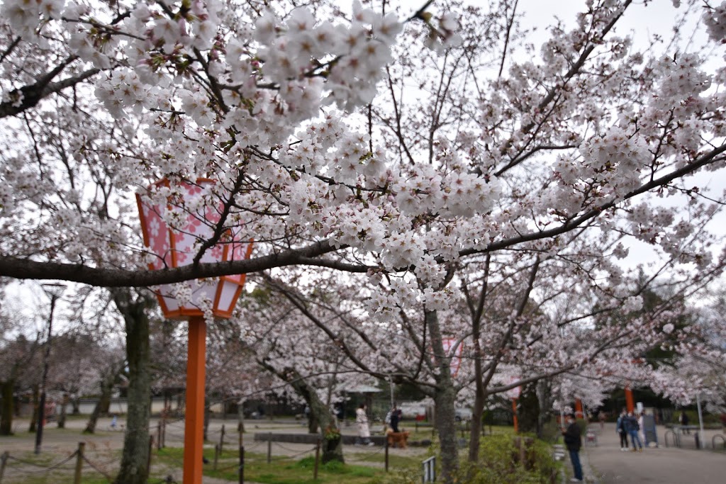 Gion Weeping cherry tree