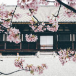 Cherry Blossom at Sanjusangendo Temple