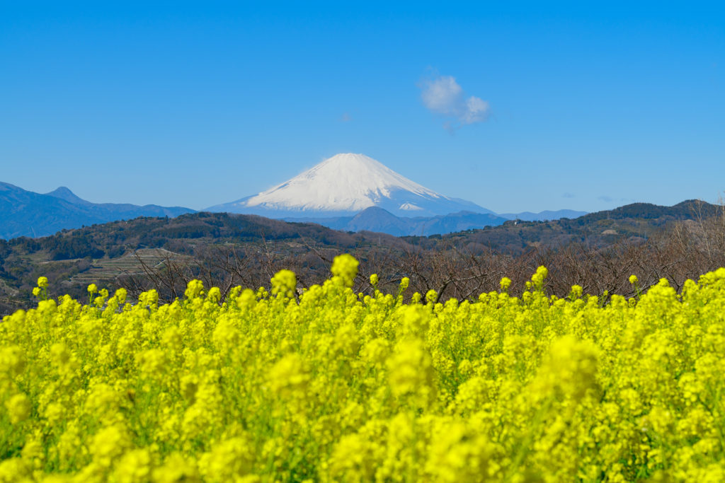 Mt. Fuji honeymoon ideas Mt. Fuji honeymoon ideas