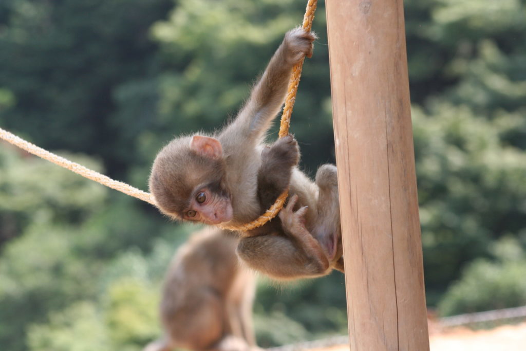 A baby monkey at Iwatayama Monkey Park, Japan by E2eamon