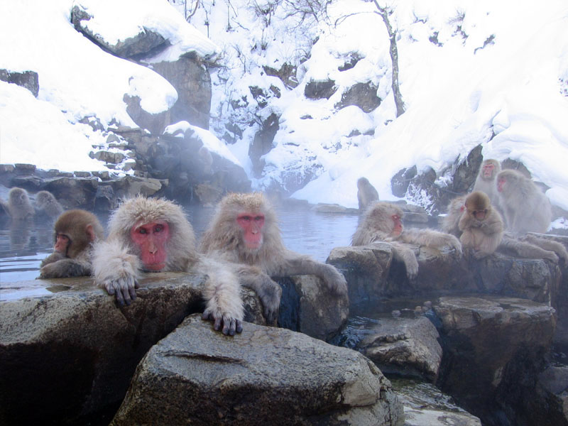 Japanese Macaques (Macaca fuscata) in Jigokudani Hot Spring, Nagano Prefecture, Japan.