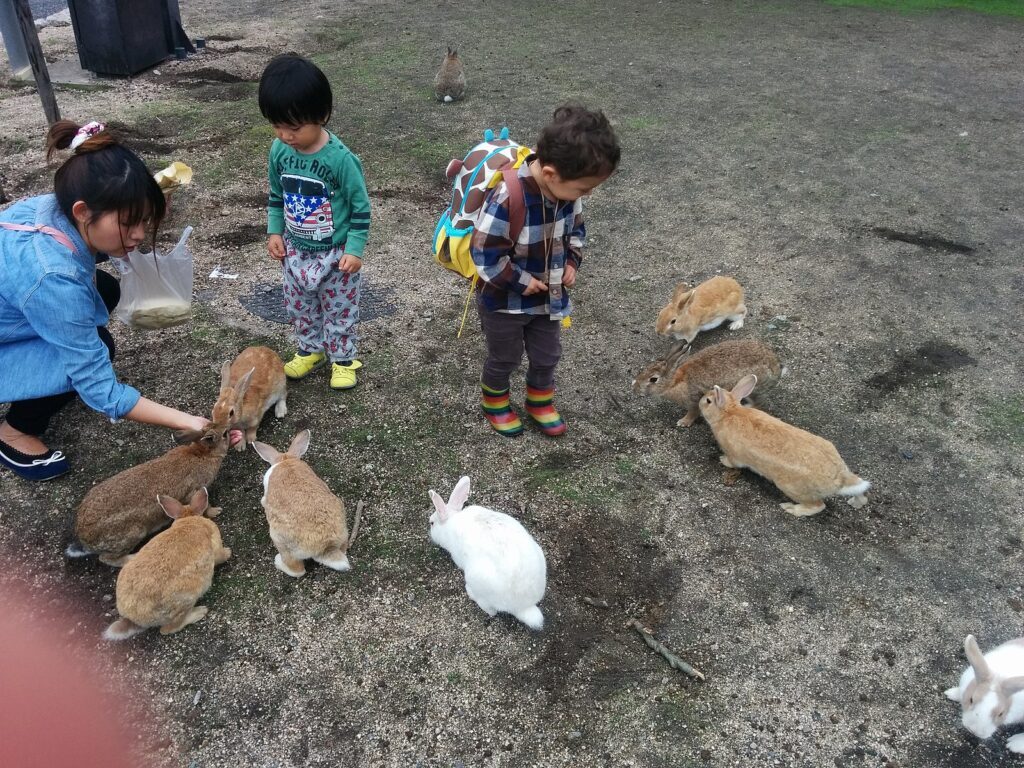 Rabbit Island Japan