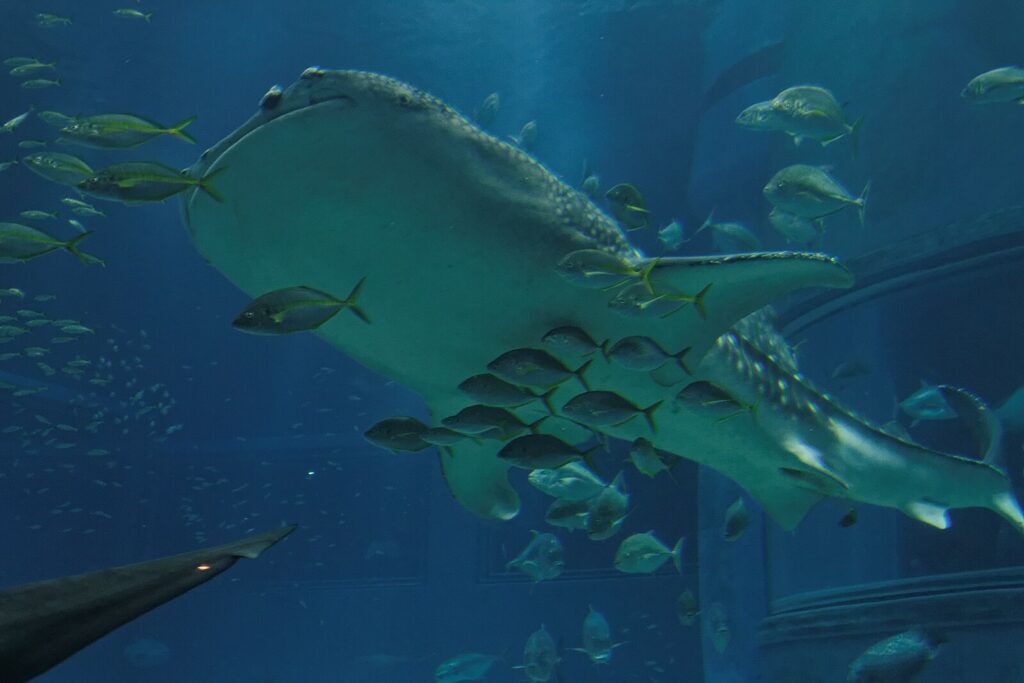 source: Osaka Aquarium Kaiyukan